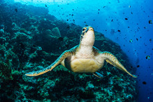 Green Sea Turtle On Coral Reef
