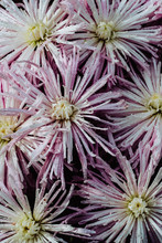 Close Up Of Pink Chrysanthemum With Morning Dew