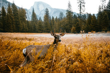 Deer In Yosemite