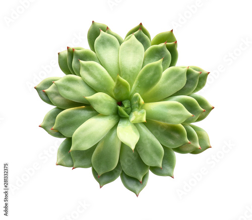 Cuadros en Lienzo Fresh succulent on white background