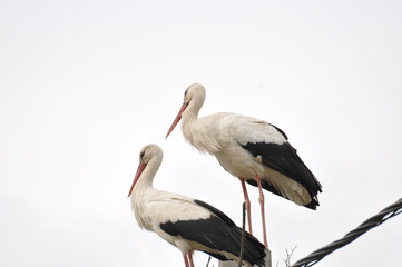 Two adult stork in nest on  concrete pole. Bird with long legs. White stork on cloudy sky