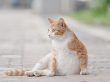 Beautiful Pregnant Yellow Tabby Cat Sitting Outdoor And Looking To The Side, Homeless Domestic Cat.