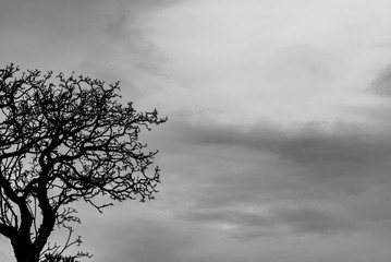 Wall Mural - Silhouette dead tree and branch on grey sky background. Black branches of tree. Nature texture background. Art background for sad, dead, lonely, hopeless, and despair. Halloween day background.