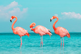 Fototapeta Tęcza - Vintage and retro collage photo of  flamingos standing in clear blue sea with sunny sky summer season with cloud.