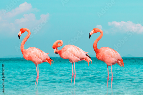 Vintage and retro collage photo of  flamingos standing in clear blue sea with sunny sky summer season with cloud.