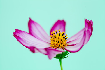 Wall Mural - Purple and pink wild flower Wild Cosmos Flower (Cosmos bipinnatus) blooming during Spring and Summer closeup macro photo isolated in green cyan empty space background.