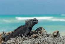 Galapagos Islands Iguana Facing The Turquoise Sea On A Sunny Day