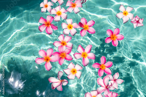 Frangipani Flower Floating In Clear Blue Water With Copy Space Stock Photo Adobe Stock