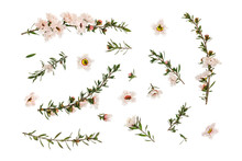 Closeup Of White Manuka Tree Flowers And Twigs Arranged On White Background