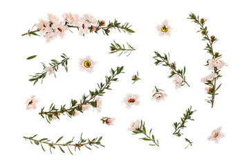 closeup of white manuka tree flowers and twigs arranged on white background