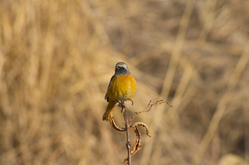 yellow bird, daurian redstart