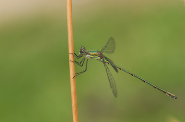 A stunning Willow Emerald Damselfly, Chalcolestes viridis, perched on grass stem at the edge of a lake.