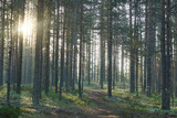 Fototapeta Na ścianę - Morning summer forest at dawn, the path goes into the distance