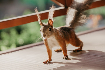 Wall Mural - Red squirrel with fluffy ears is standing on sunny terrace