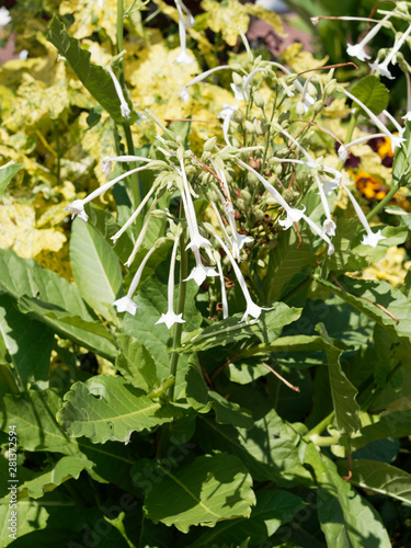 Nicotiana Sylvestris Le Tabac Sylvestre Ou Tabac Géant Un