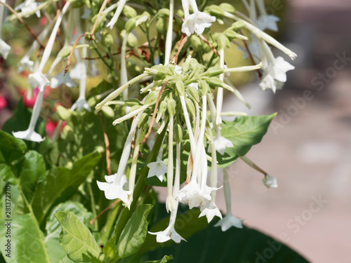 Nicotiana Sylvestris Le Tabac Sylvestre Ou Tabac Géant Un