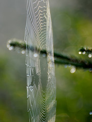 Wall Mural - spider web shines in the forest, morning dew