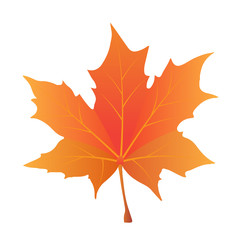 isolated maple leave.maple leaves in autumn. vector eps 10.