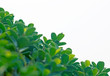 © detshana - Beautiful floral spring abstract background of nature.