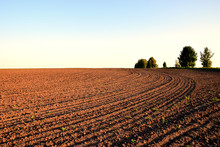 Plowed Field At Sunset
