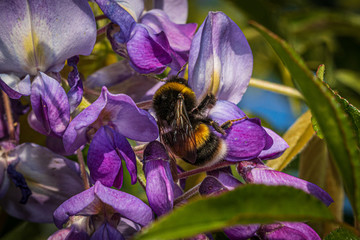 Wall Mural - bee on flower