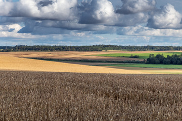 Wall Mural - Ripe grain field in summer afternoon.