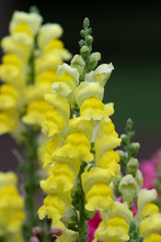 Close Up Of A Yellow Snapdragon (antirrhinum) Flower In Bloom In The Garden