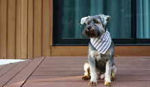 Cute Little Black Color Mixed Breed Dog Wearing Bandana Sitting On The Timber Terrace