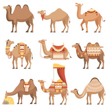 Camels Set, Desert Animals With Bridles And Saddles Decorated With Ethnic Ornament Vector Illustration