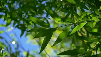 Aufkleber - Foliage leaves of fresh rich green plant, lit by bright day sunlight and partially covered with shadow, against blue sky. Slightly waving in the wind. UHD