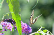 Il Macaone,bellissima farfalla, fermo sul fiore fucsia