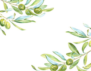 realistic botanical watercolor green olives tree horizontal frame branch leaves: detailed commercial