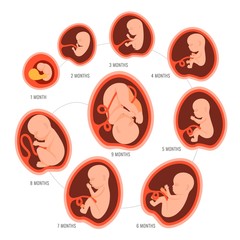 Pregnancy fetal foetus development . Embryonic month stage growth month by month cycle from 1 to 9 month to birth. Medical infographic elements isolated on white background. Flat vector illustration