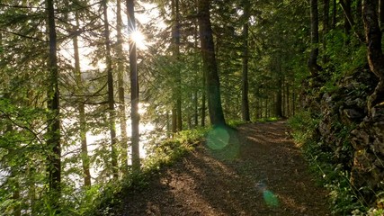 Aufkleber - Walking the path in the forest lit by several suns some of which are reflections in the lake. Rays of sun are shining through stems and branches of trees during sunset. 4K