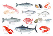 Set of seafood. Fish, mollusks and crustaceans. Vector illustration of sardines, mackerel, salmon, tuna, herring and dorado in cartoon flat style. Octopus, shrimp, oyster, mussel, squid, lobster.