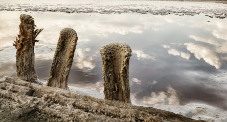 Old wooden posts left after mining salt on the shore of a salt lake. Reflection of clouds in the water surface.