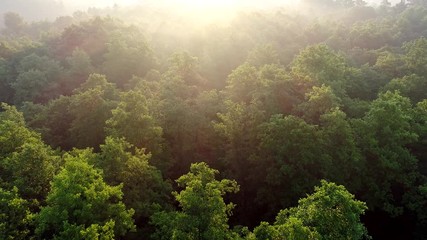 Fototapete - Flying over green forest lit with rays of rising sun. Aerial shot, UHD