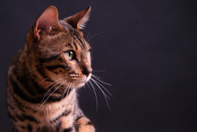 Bengal Leopard Cat On Wooden Table, Black Background, Low Key