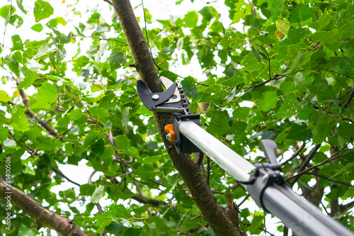 Seasonal pruning trees with pruning shears Tableau sur Toile