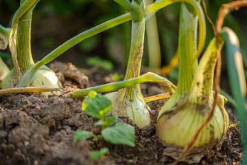 eco gardening, country garden with vegetables, onion, potatos and carrot growing. onion