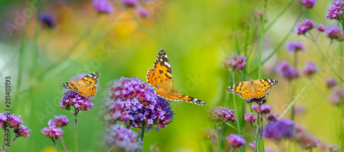 The panoramic view the garden flowers and butterflies Vanessa cardui