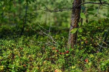 lingonberries cranberries on green moss in forest near dry tree stomps