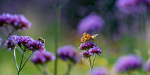 The Panoramic View The Garden Flowers And Butterfly Vanessa Cardui And Bee