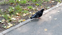 Pigeon On Sidewalk