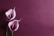 Leinwanddruck Bild - Purple calla flowers on the violet background. Empty space for design
