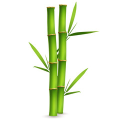  Realistic bamboo sticks with leaves and shadow