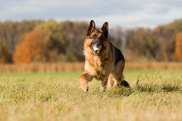 Wall Mural - Altdeutscher Schäferhund im Herbst