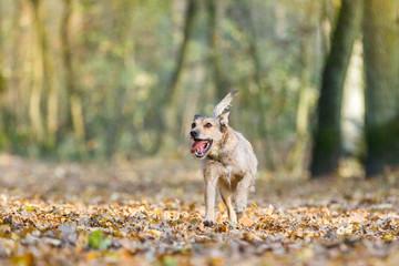 Wall Mural - Hund im Herbst Wald