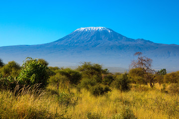 africa. amboseli park