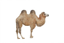 Camel Isolated On White Background